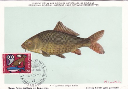 comme un poisson dans l'eau